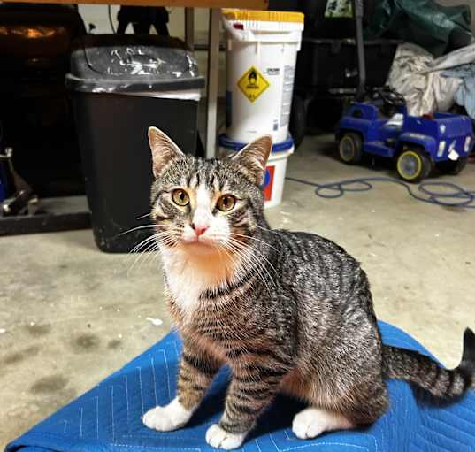 Photo of Tommy