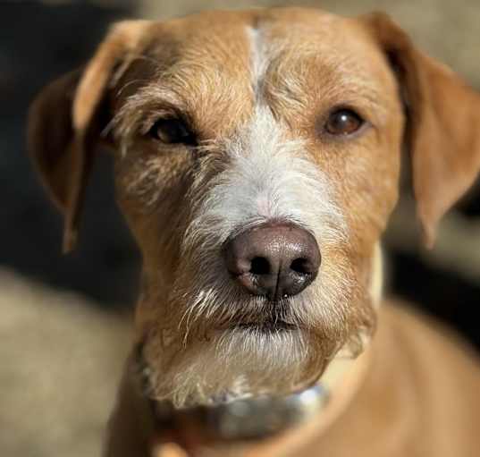 Photo of Cooper