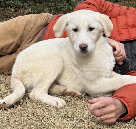 Photo of Lyra