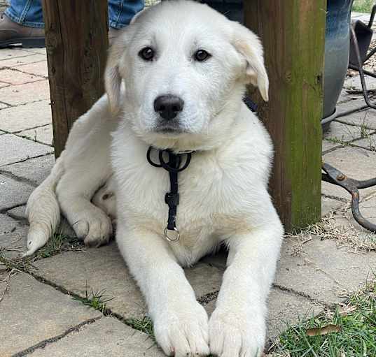 Photo of Leroy