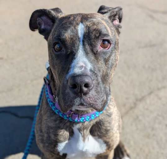 Photo of Scooby