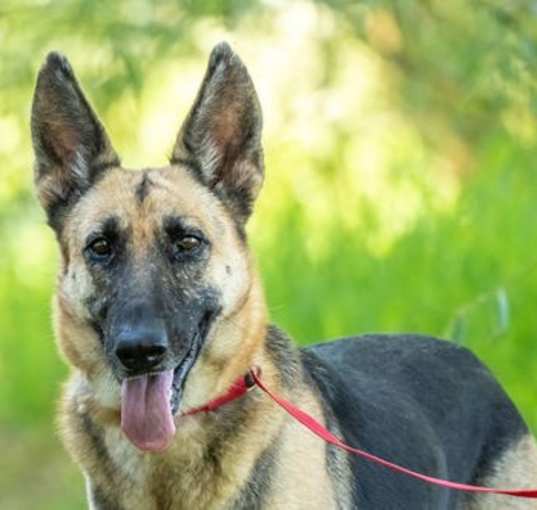 Photo of Perdita
