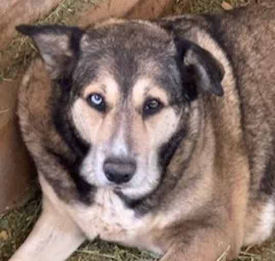 Photo of BAILEY