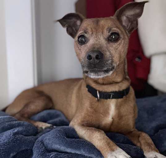 Photo of Emmett