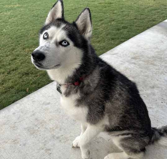 Photo of Max