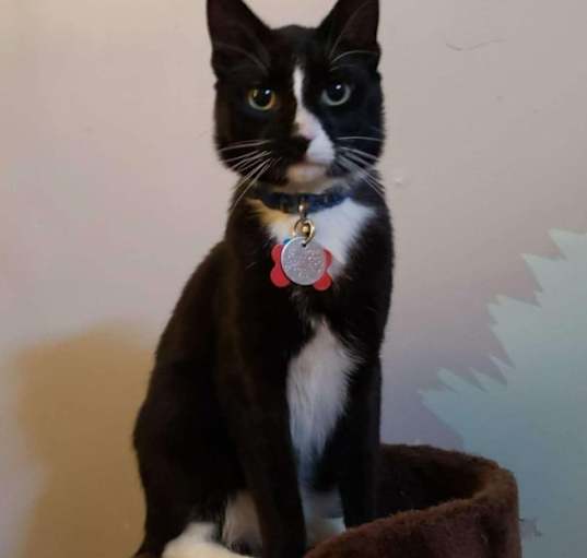 Photo of Binx