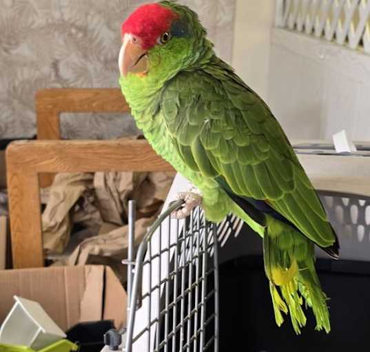 Photo of Pancho