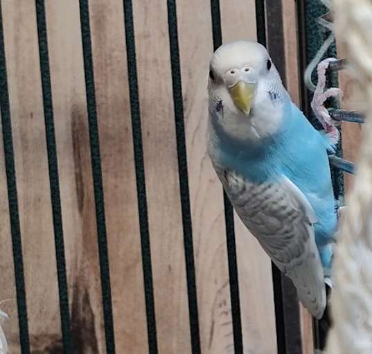 Photo of Sky, Precious, & Aqua Love