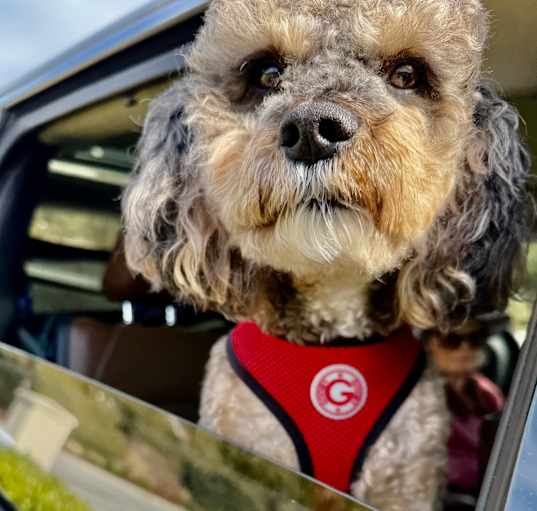 Photo of Choco