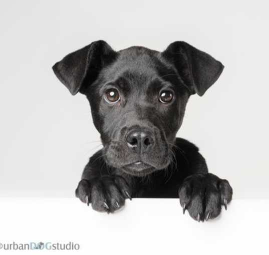 Photo of Sharpie - F