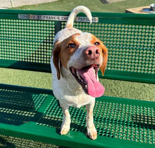 Photo of Daisy