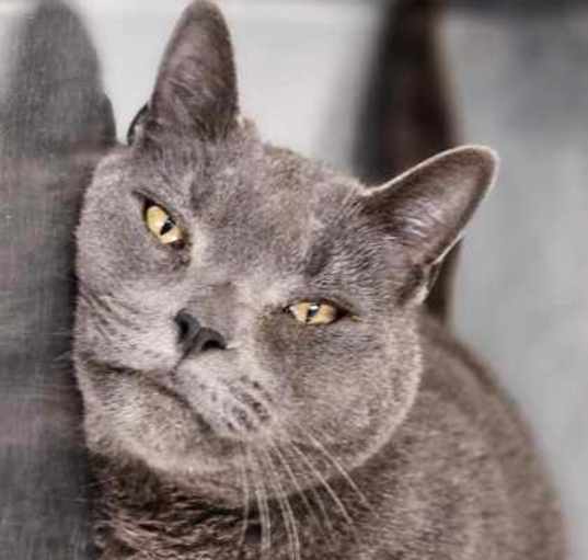 Photo of SHADOW