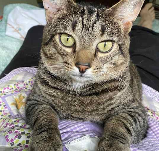 Photo of Dixon