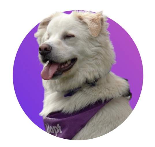 Photo of Bandit