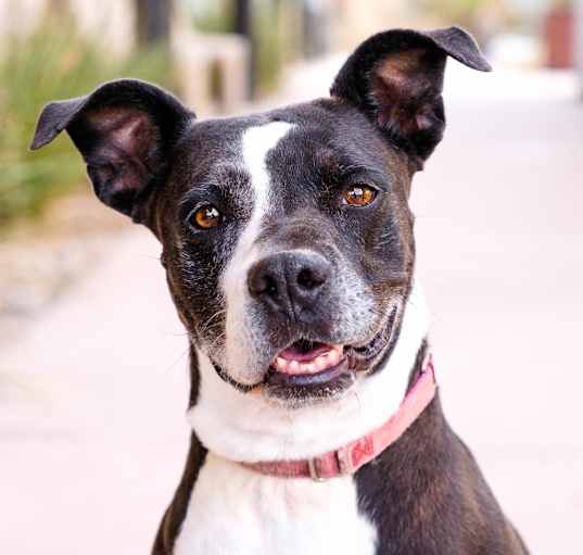 Photo of Gitana