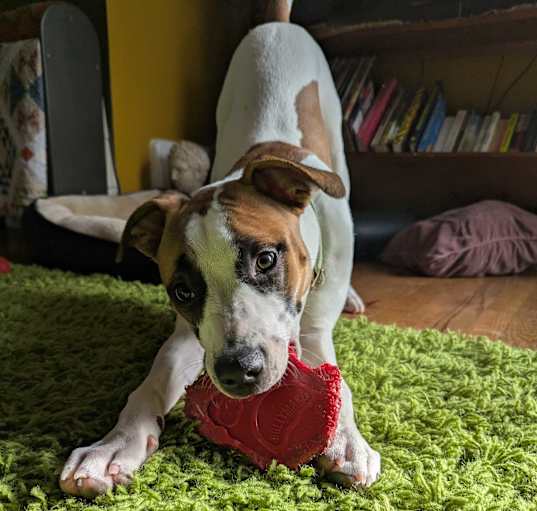 Photo of Sadie