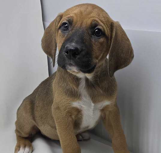 Photo of Marry *foster needed*