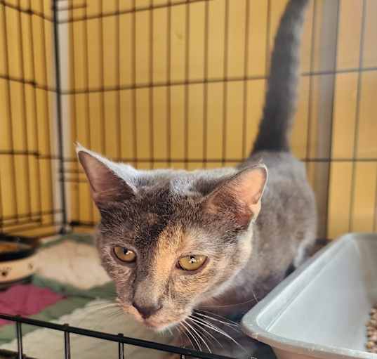 Photo of Whisper