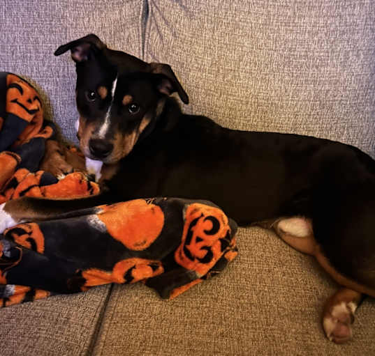 Photo of Ace