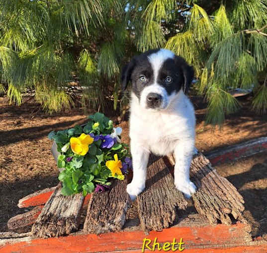 Photo of Rhett
