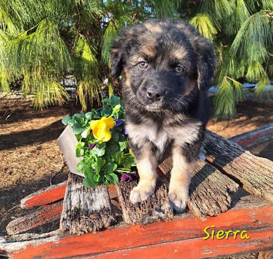 Photo of Sierra