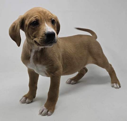 Photo of Maneater *foster needed*