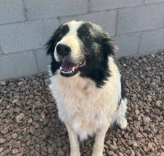 Photo of MACIE