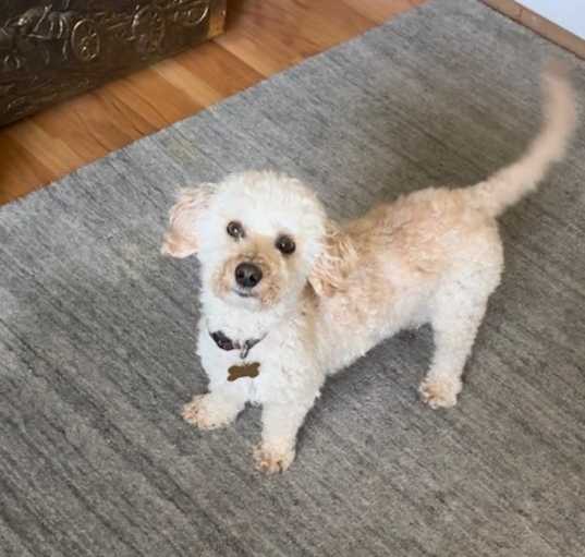 Photo of Frankie