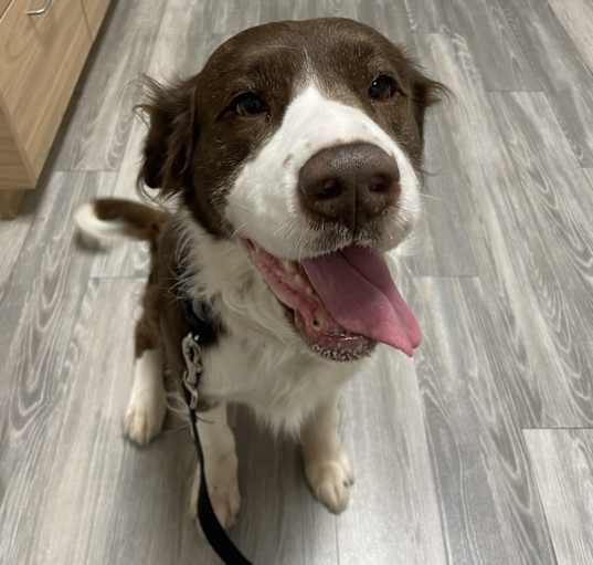 Photo of Ranger