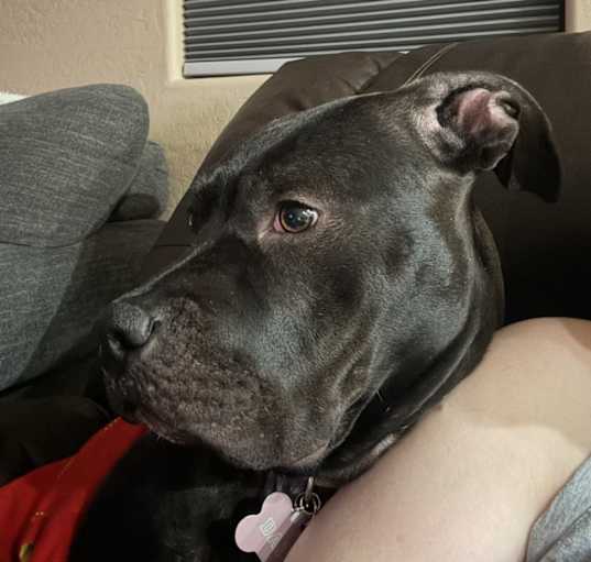 Photo of Daisy