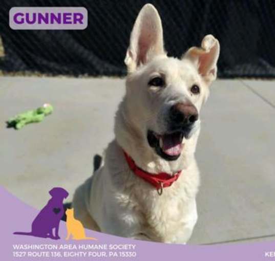 Photo of Gunner
