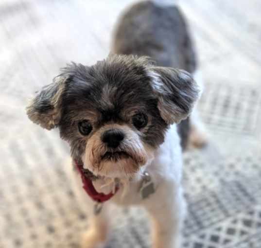 Photo of Bailey