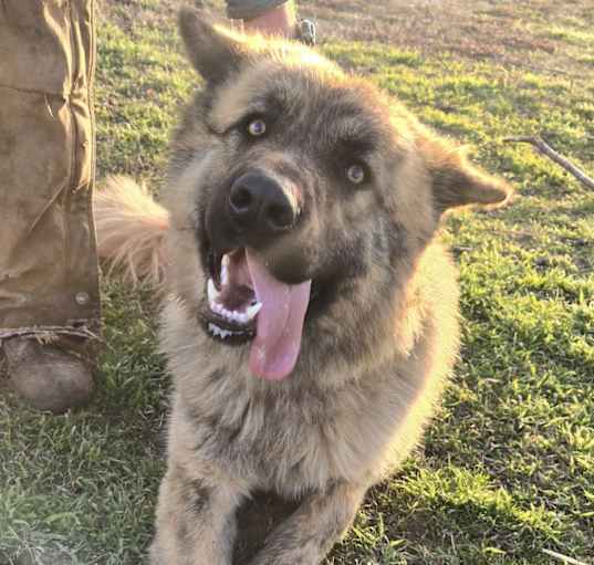 Photo of Tank