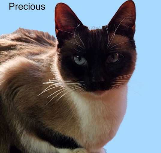 Photo of Smokey, Lil'Bit, Precious, Mittens, Lightning