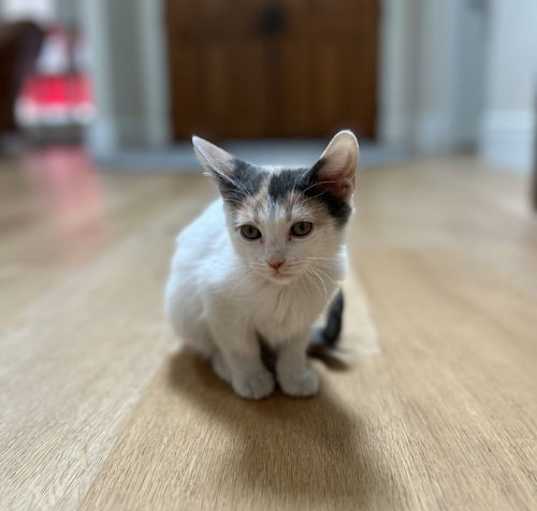 Photo of Junebug
