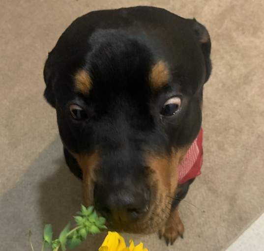 Photo of Duke