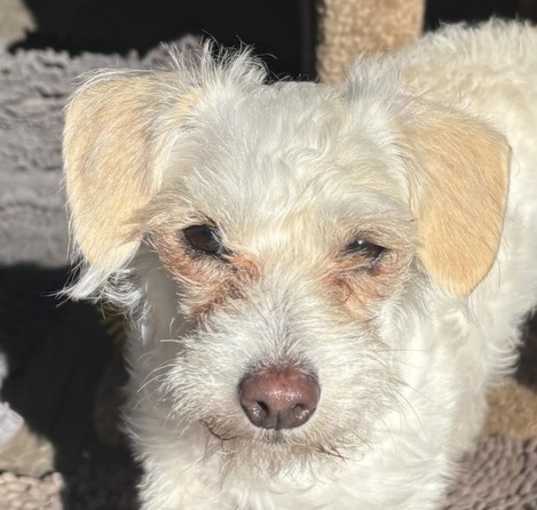 Photo of Mochi