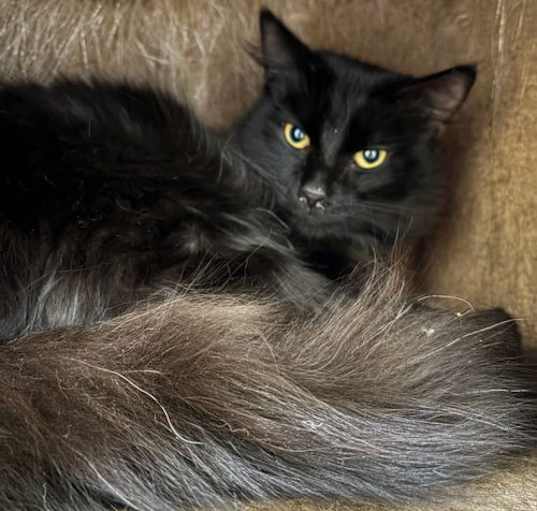 Photo of Boaz