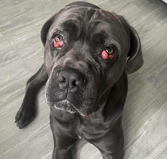 Photo of Huck