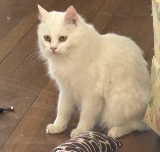 Photo of Senorita (Part Persian)
