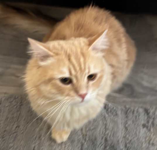 Photo of Winnie (Persian)