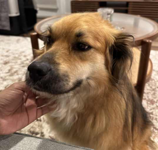 Photo of Maple