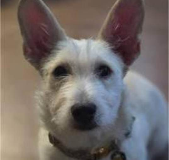 Photo of Honey
