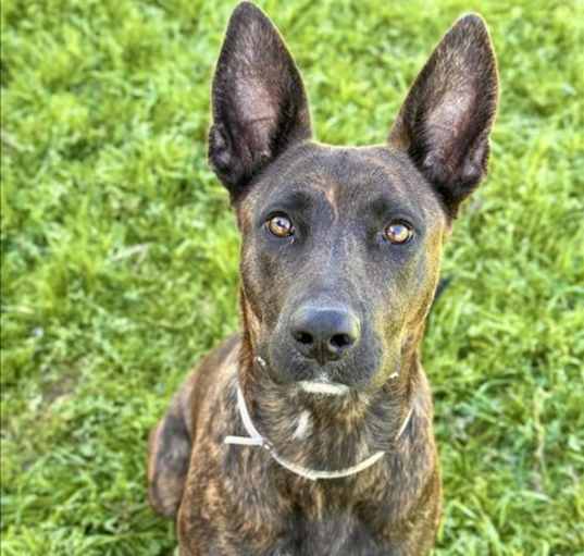 Photo of DUCHESS