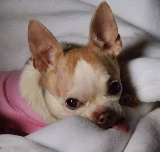 Photo of Remington