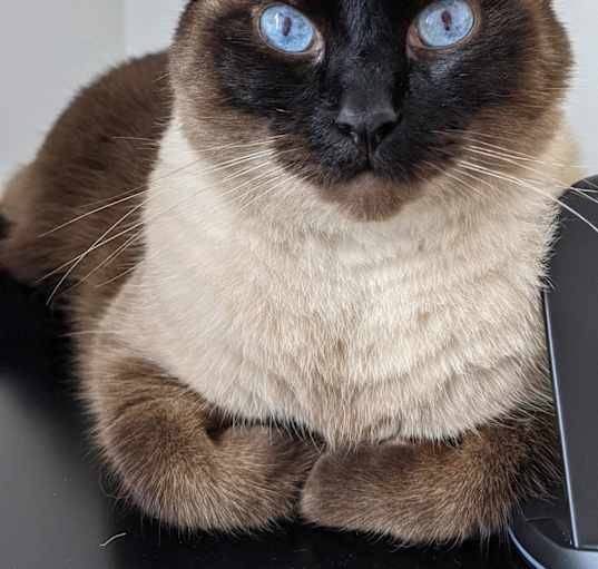 Photo of Loki