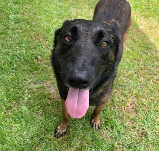 Photo of Bandit (BMSR)