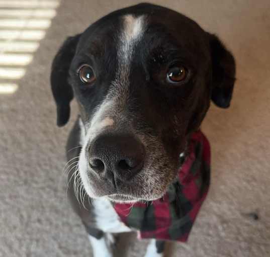 Photo of Badger