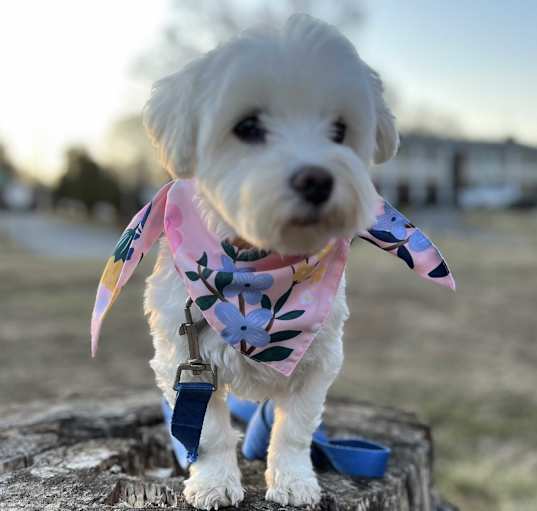 Photo of Rosie