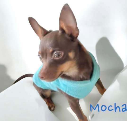 Photo of Mocha